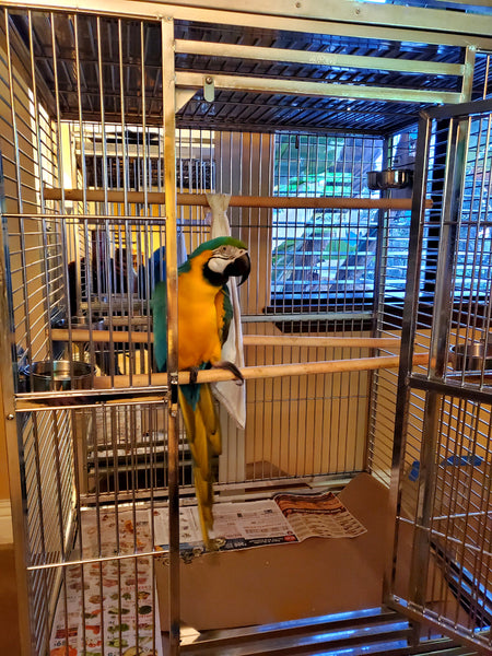 Large 304 Stainless Steel Indoor / Outdoor Parrot Macaw Bird Cage w/ P ... - Space Saving Macaw Bird Cage With Observation Deck