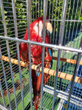 Large 304 Stainless Steel Indoor / Outdoor Parrot Macaw Bird Cage w/ Play Top Stand