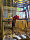 304 Stainless Steel XL Extra Large Bird Parrot Macaw Indoor Outdoor Cage Play Top